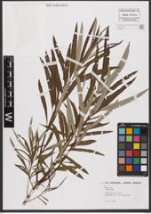 Foto von Salix L.